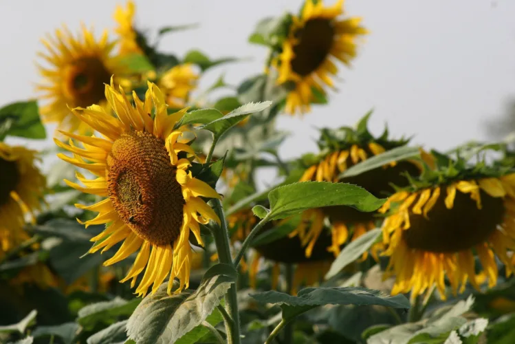 Sunflowers: Wonder of science and beautiful